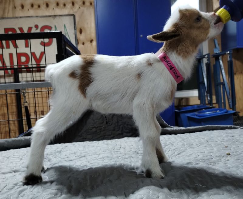 Dreamer's Farm 24K Sprite - Nigerian Dwarf Goat Doe
