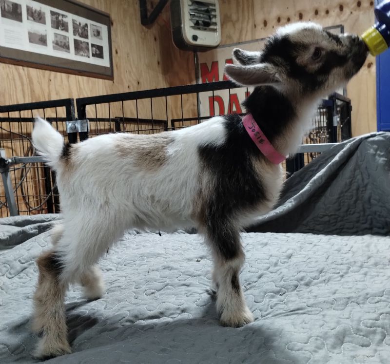 Dreamer's Farm K Little Gem - Nigerian Dwarf Goat Doe