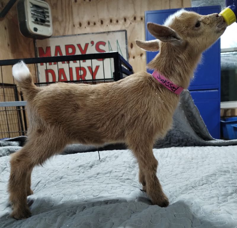 Sunkissed gold doeling #2 - Nigerian Dwarf Goat Doe