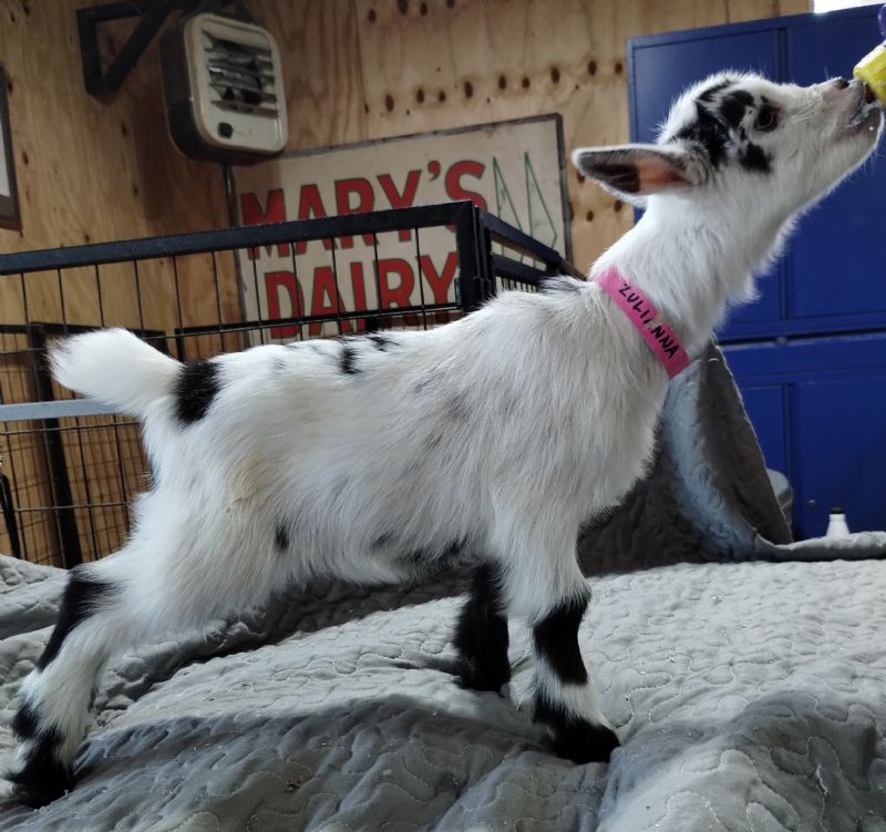 Dreamer's Farm 24K Zuzu - Nigerian Dwarf Goat Doe