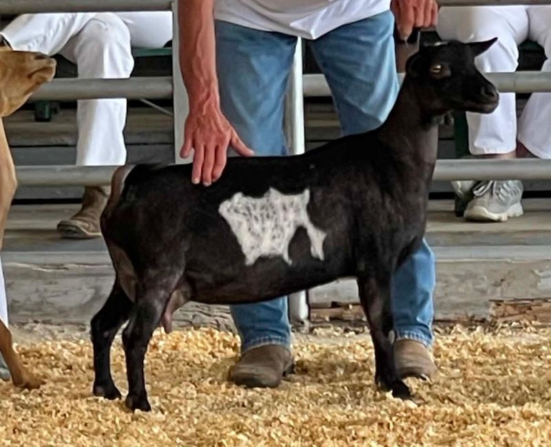 Grace-Ful-Rose PurpleMouse-Ear - Nigerian Dwarf Goat Doe