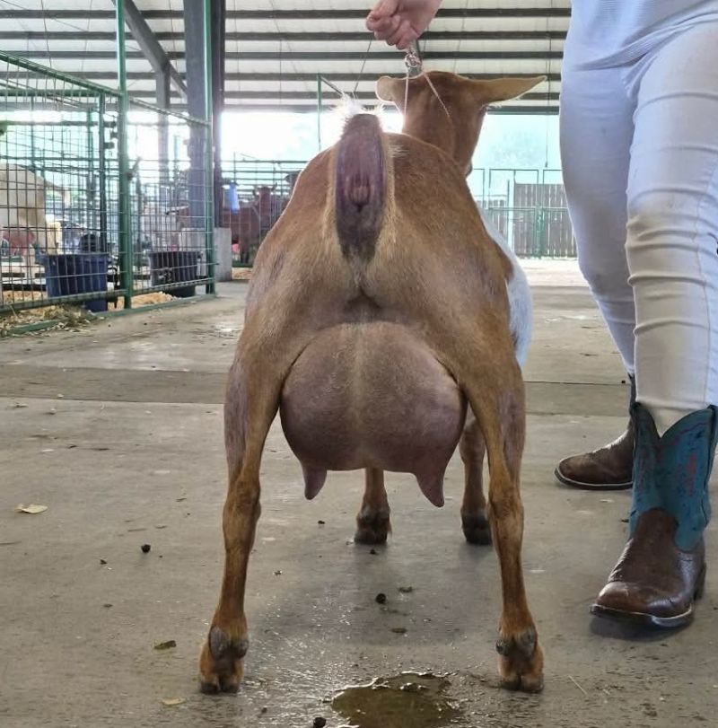 Lil Miss B Haven Dream of Me 3*M - Nigerian Dwarf Goat Doe
