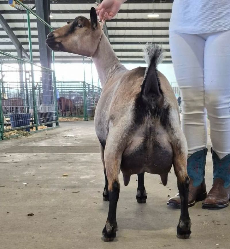 Mini Land Ranch G Betty 5*M(pending) - Nigerian Dwarf Goat Doe
