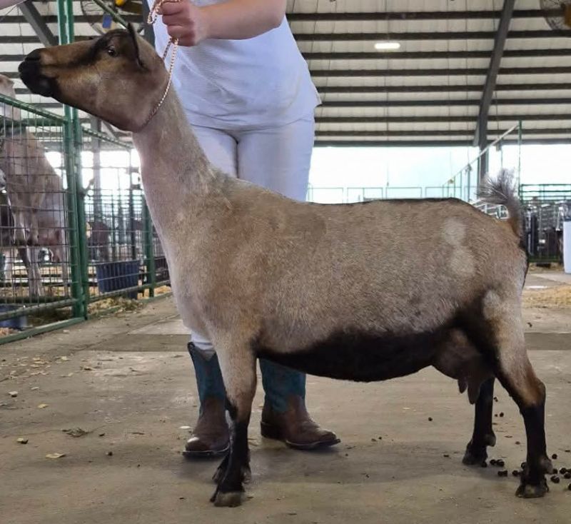 Mini Land Ranch G Betty 5*M(pending) - Nigerian Dwarf Goat Doe