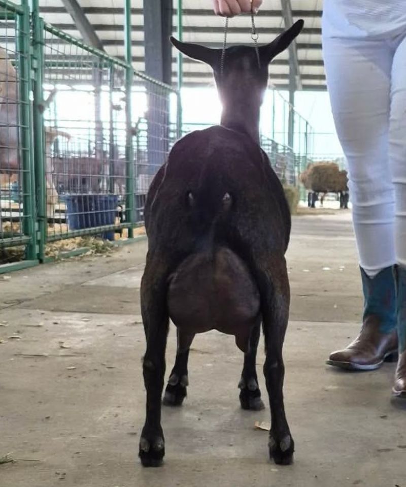 Wolfivan Free Spirit - Nigerian Dwarf Goat Doe