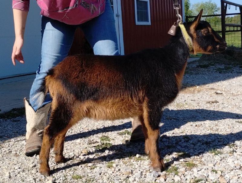 Applejo Farms Pepper - Nigerian Dwarf Goat Doe