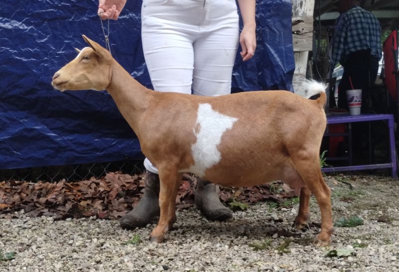 Lil Miss B Haven Dream of Me 3*M - Nigerian Dwarf Goat Doe