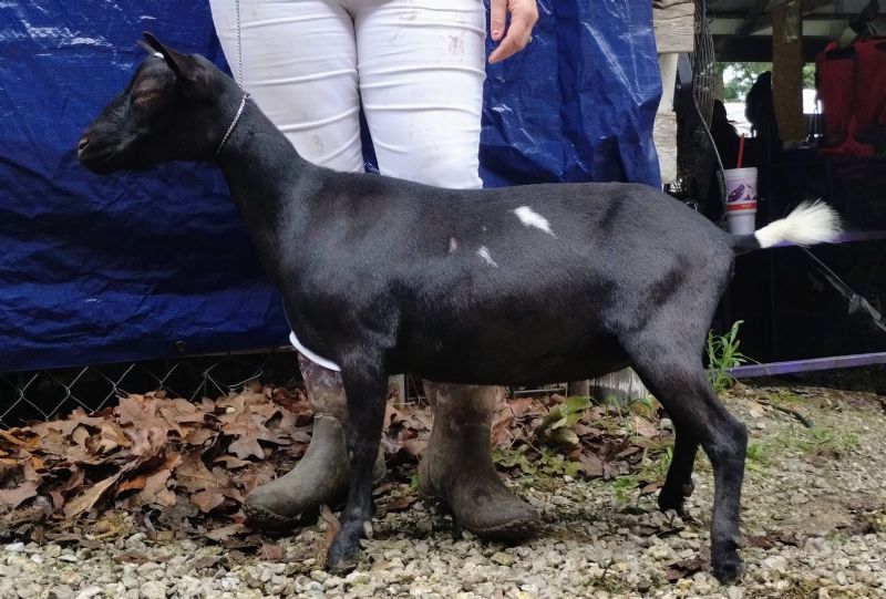 Ilenesrascals Unstoppable - Nigerian Dwarf Goat Doe