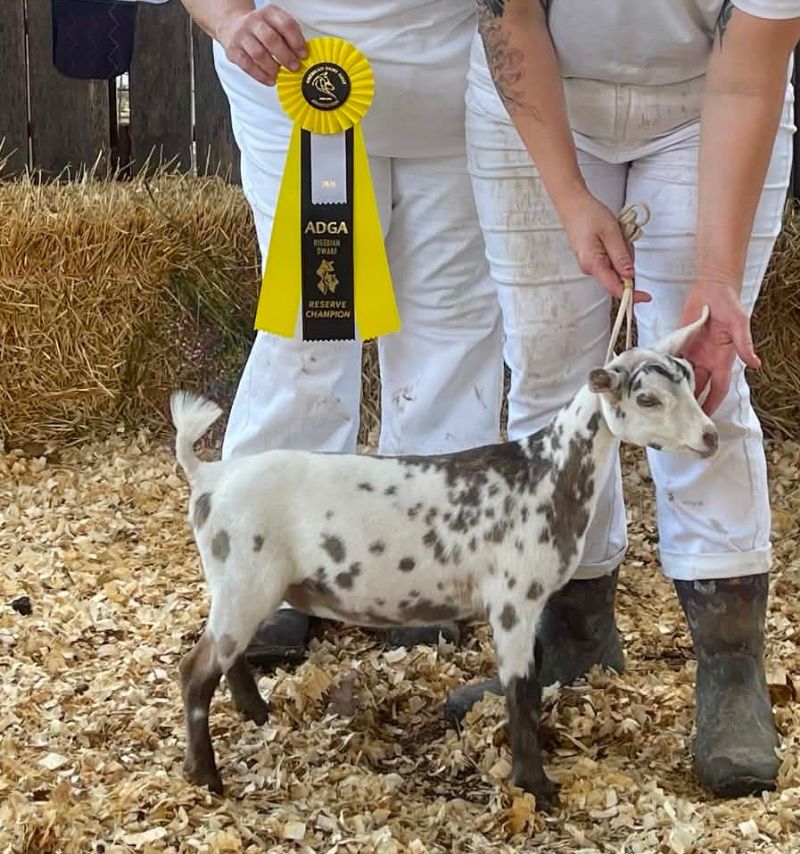 Hazel doe kid - Nigerian Dwarf Goat Doe