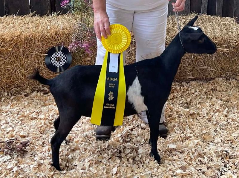 Ilenesrascals Vogue - Nigerian Dwarf Goat Doe
