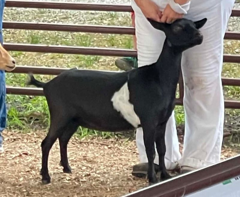 Ilenesrascals Vogue - Nigerian Dwarf Goat Doe