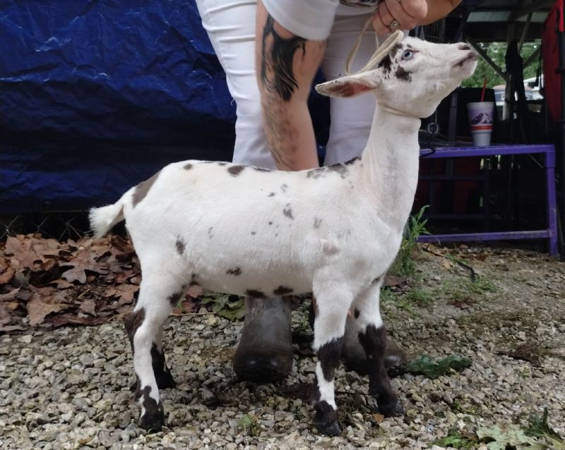 Dreamer's Farm 24K Zuzu - Nigerian Dwarf Goat Doe