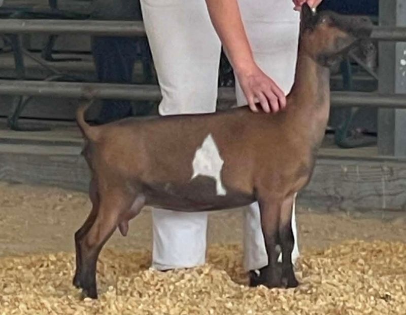 Price's Pastures KB Hyacinth - Nigerian Dwarf Goat Doe