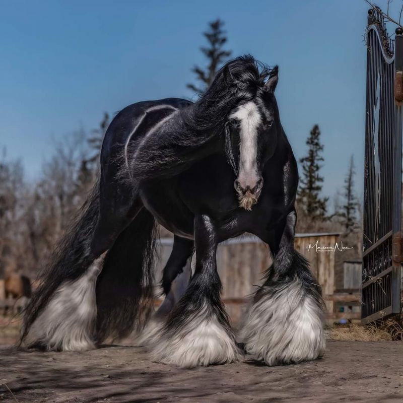 SD Empire, her sire