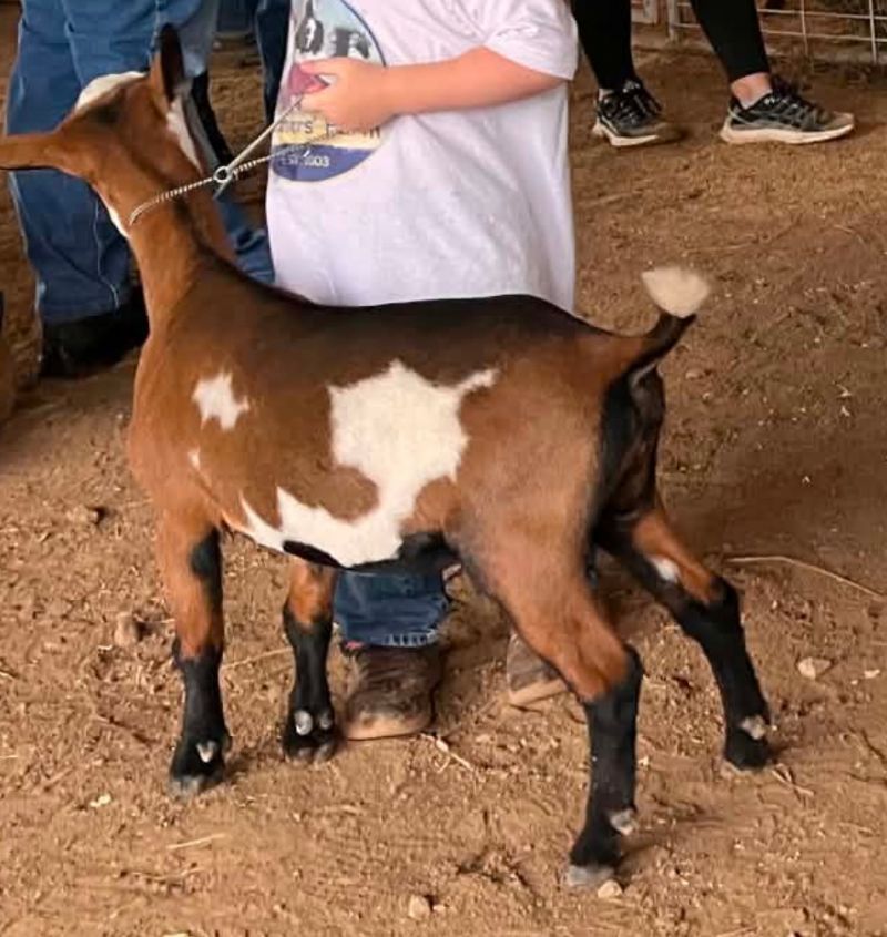 Dreamer's Farm L Fantasy - Nigerian Dwarf Goat Doe