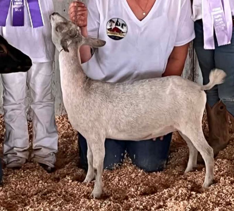 Glitter - Nigerian Dwarf Goat Doe