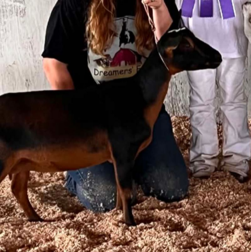 Applejo Farms Pepper - Nigerian Dwarf Goat Doe