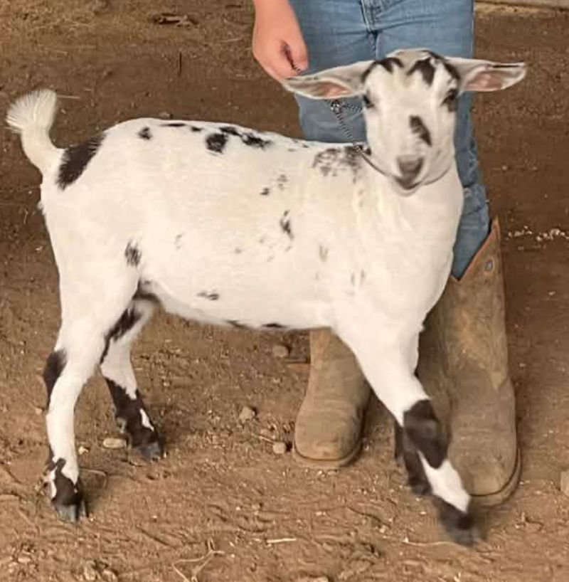 Dreamer's Farm 24K Zuzu - Nigerian Dwarf Goat Doe