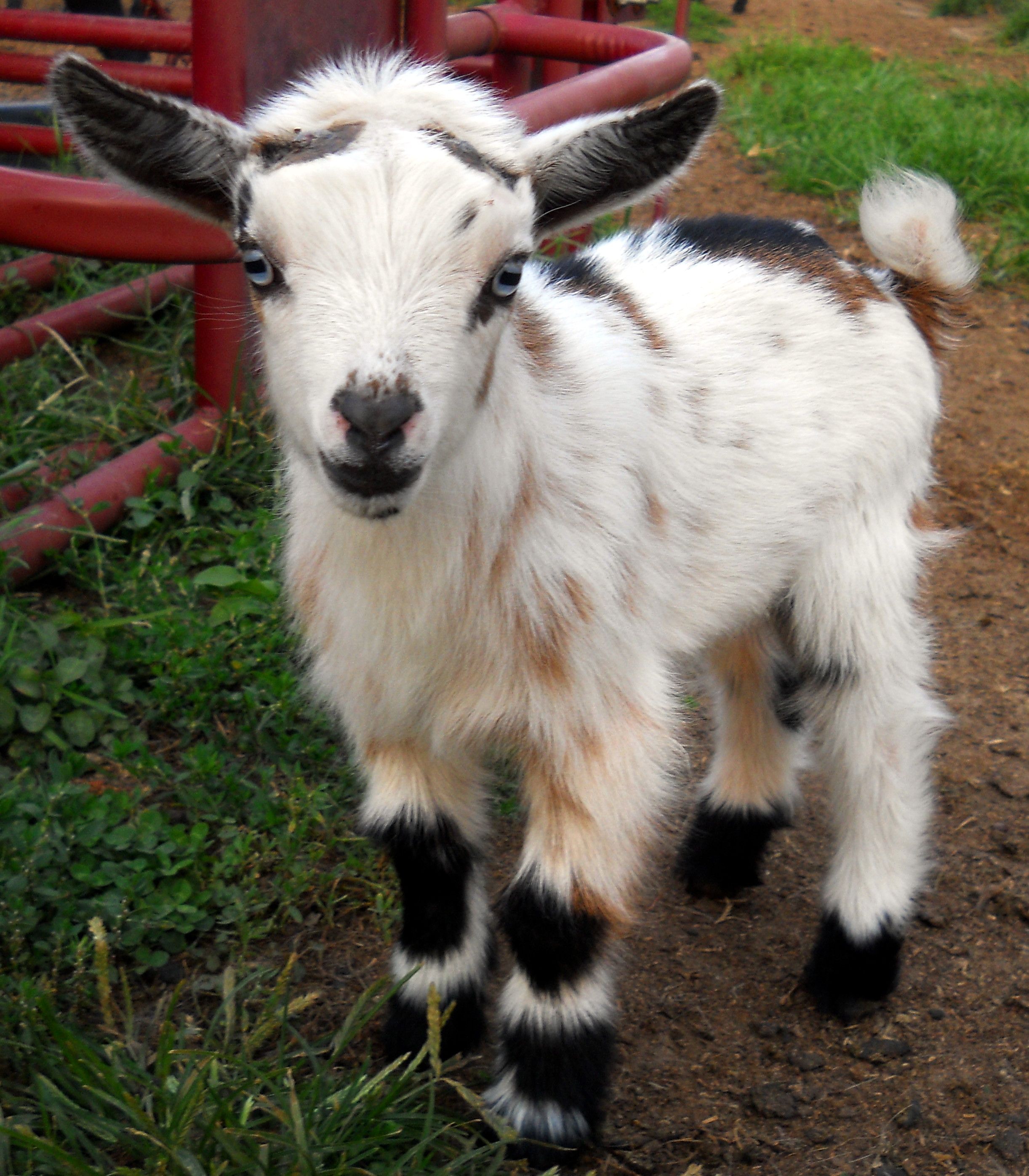 Individual Record At Dreamer s Farm