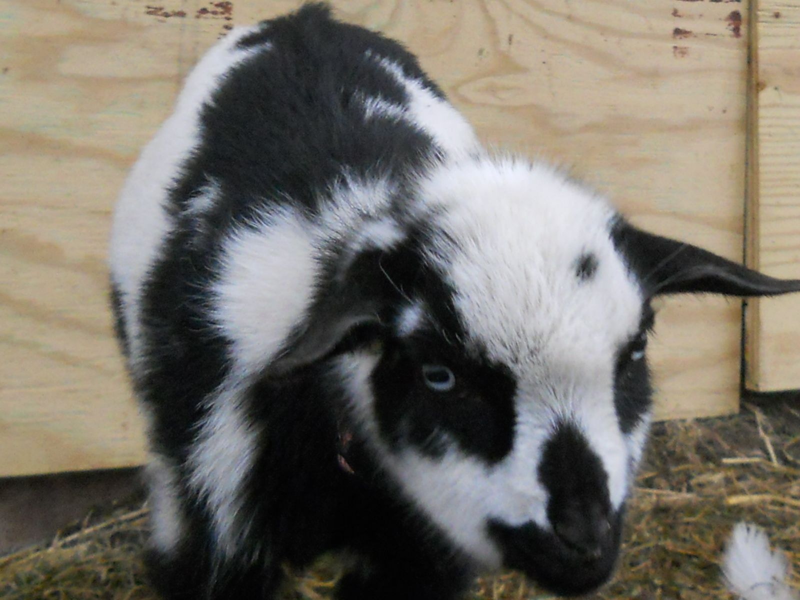 Elsie Nigerian Dwarf Goat Doe