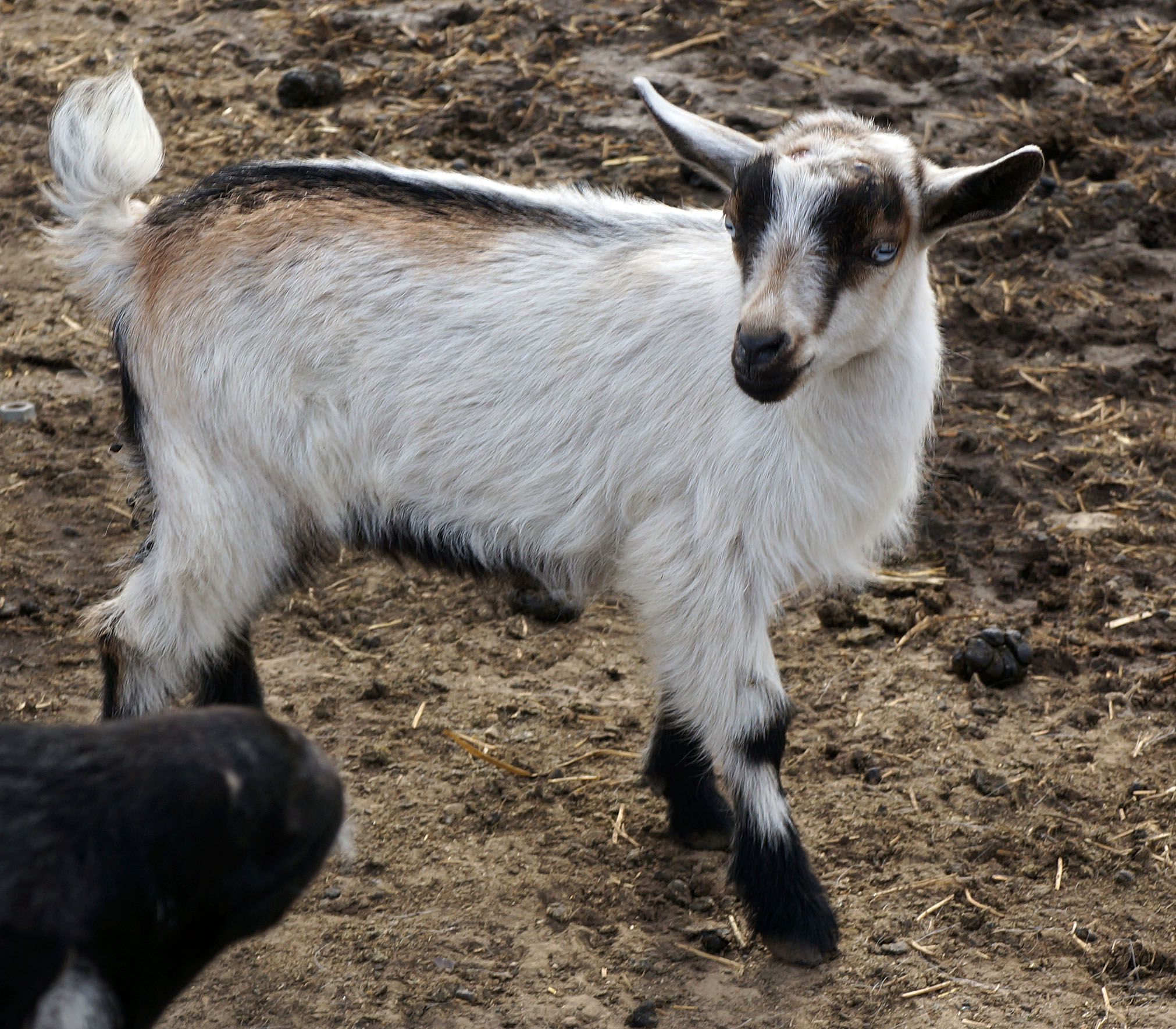 Individual Record At Dreamers Farm