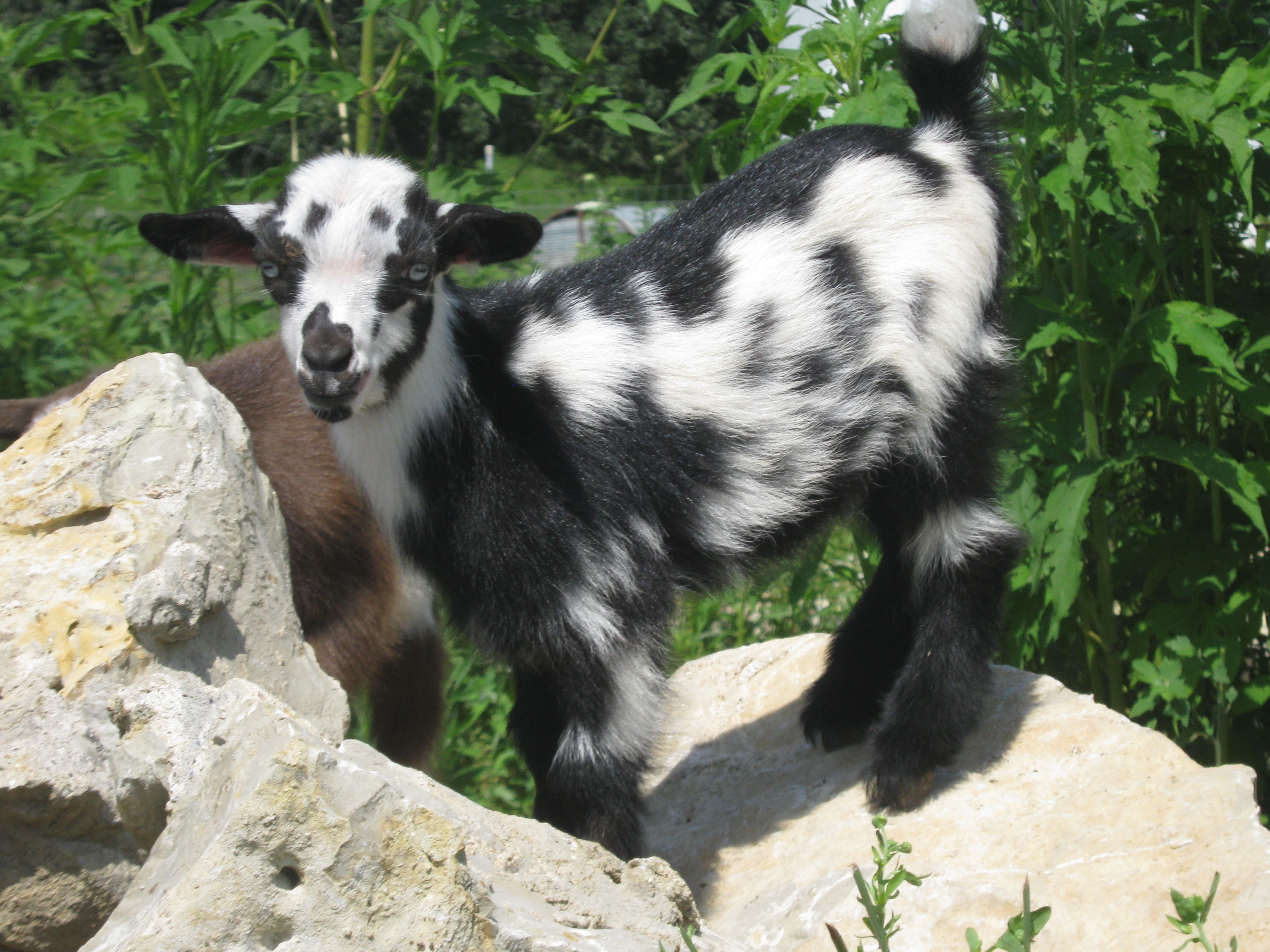 Registered Nigerian Dwarf Goats - Does