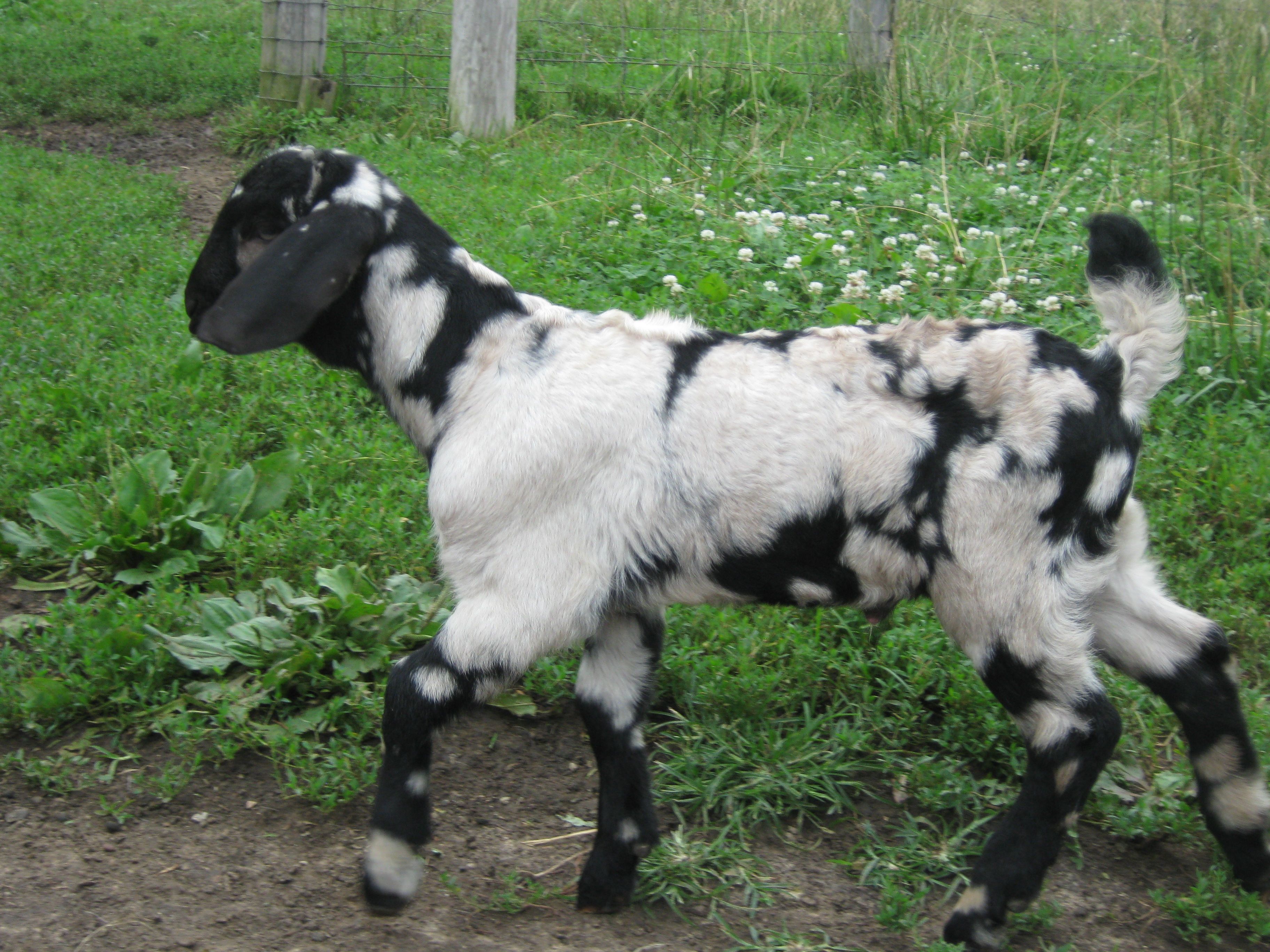 All Animals For Sale in Missouri from Dreamer's Farm