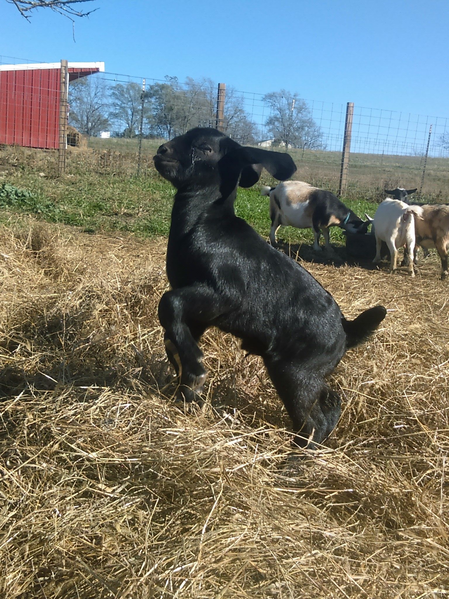 South African Boer Goat Does Boer Goats