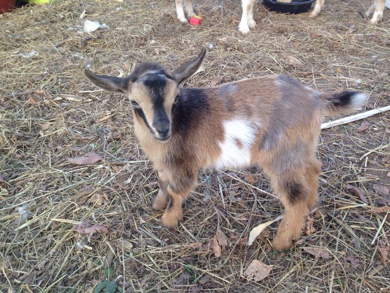 All Animals For Sale in Missouri from Dreamer's Farm