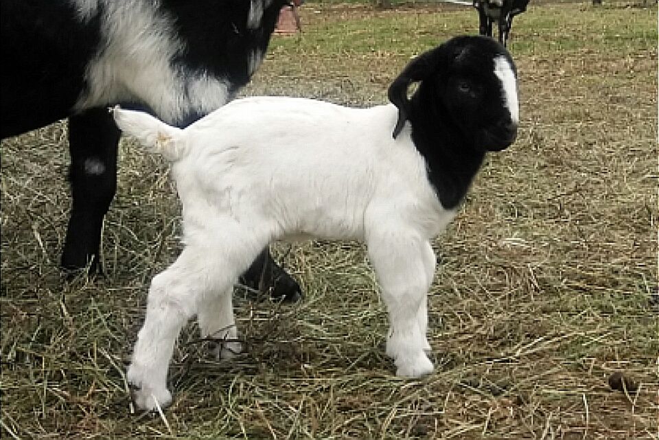Boer Goats For Sale in Missouri from Dreamer's Farm
