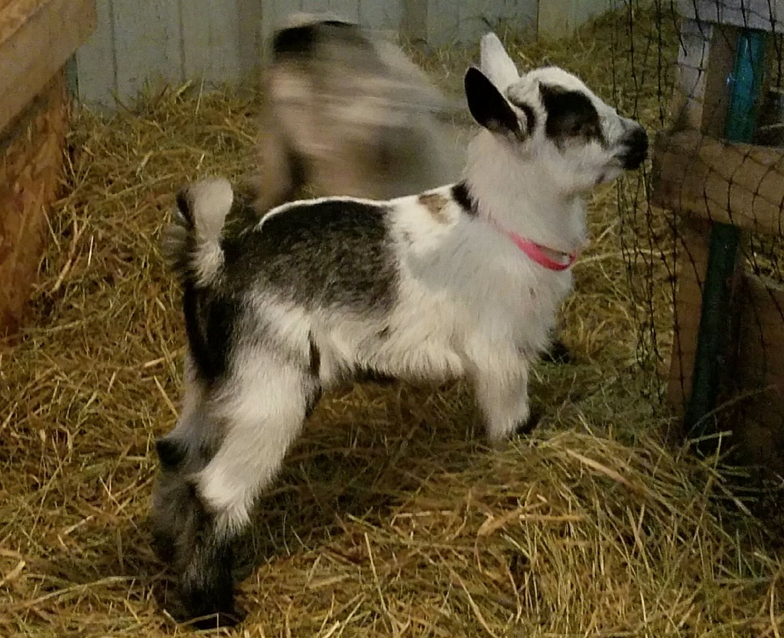 Registered Nigerian Dwarf Goats Does