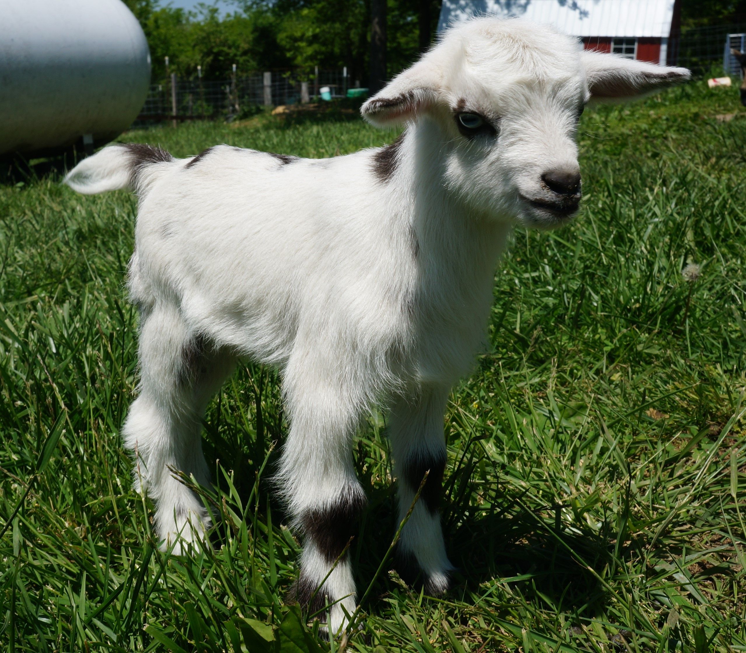 Nigerian Dwarf Goats For Sale in Missouri from Dreamer's Farm