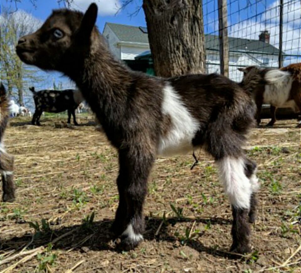Individual Record at Dreamer's Farm
