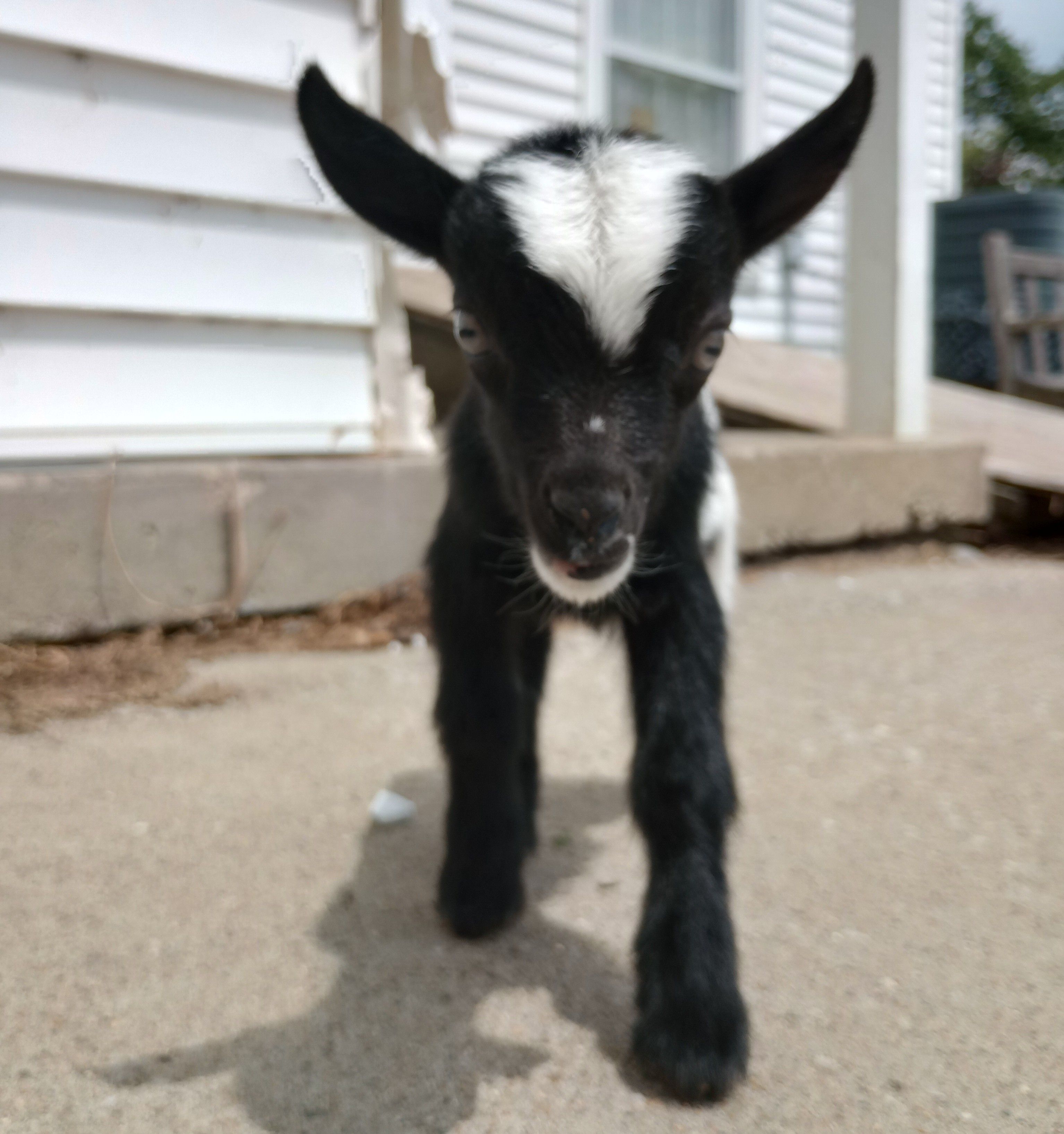 Nigerian Dwarf Goats For Sale In Missouri From Dreamer's Farm